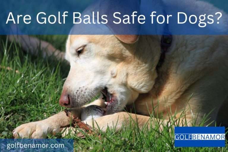 Are Golf Balls Safe for Dogs